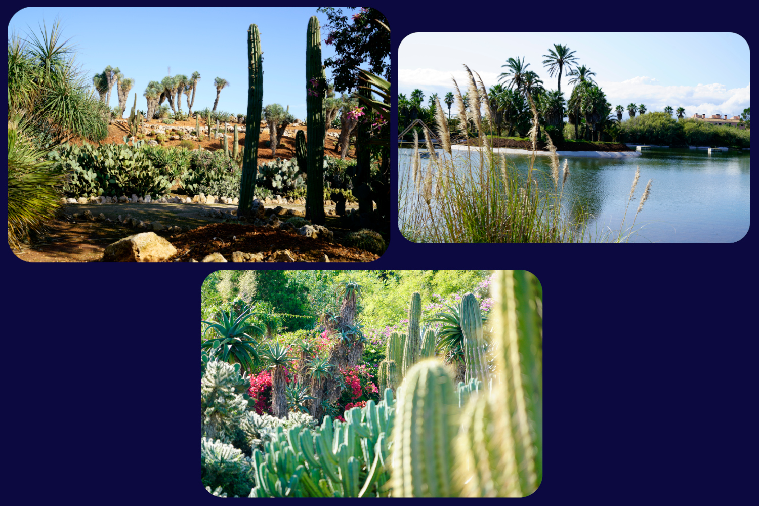 Mallorca Botanicatus